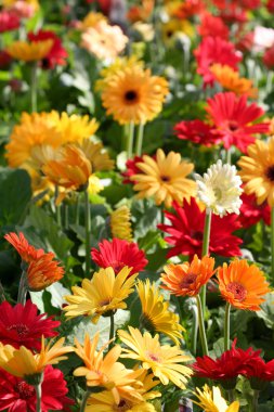 Papatya çiçek arka plan