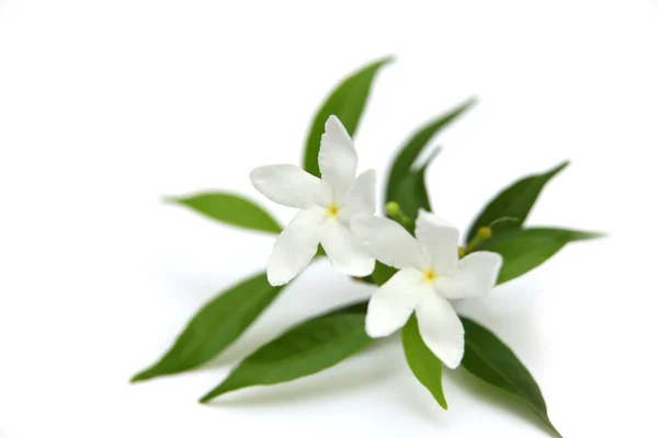 Two crape Jasmine flowers — Stock Photo, Image