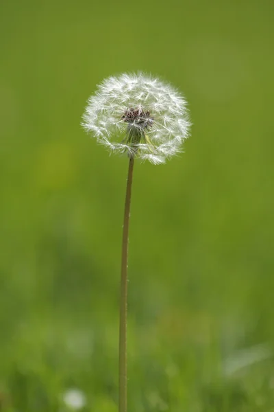 Diente de león blanco —  Fotos de Stock