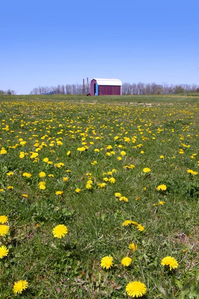 Spring landscape — Stock Photo, Image