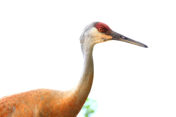 Psammophila crane — Stockfoto