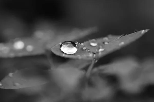 Gota de agua —  Fotos de Stock