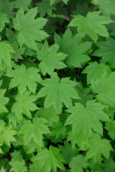 Maple leaves — Stock Photo, Image