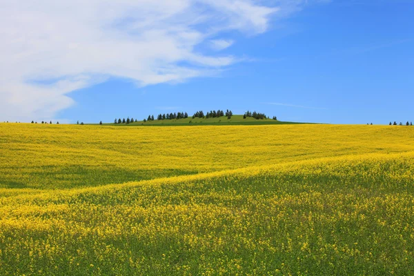 Repce-mezők — Stock Fotó