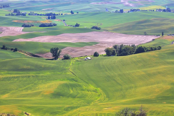 Collines ondulantes dans l'État de Washington — Photo