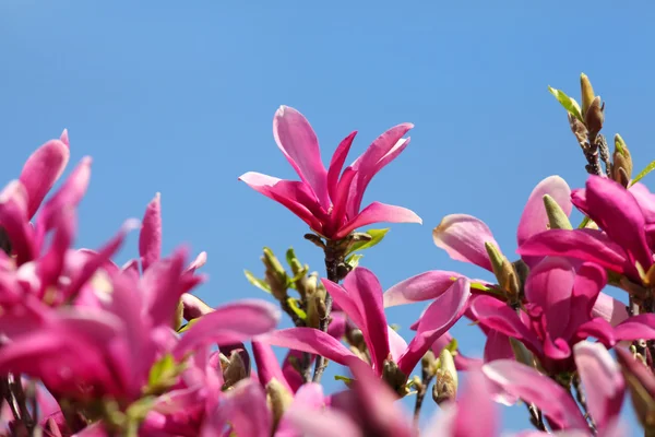 Pink Magnolia flowers — Stock Photo, Image