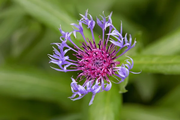 Centaurea flor — Fotografia de Stock