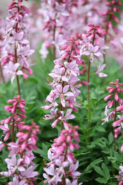 Dictamnus albus flores — Fotografia de Stock