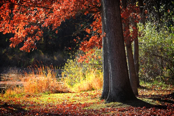 Herbstszene — Stockfoto