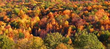Autumn tree background clipart
