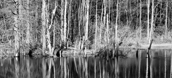 Reflexión de los bosques — Foto de Stock
