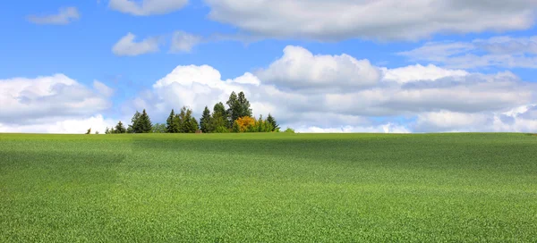 Scenic meadow — Stock Photo, Image