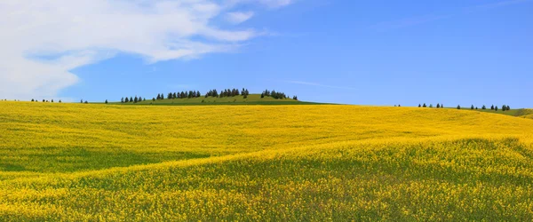 Rapeseed fields Panorama — Stock Photo, Image