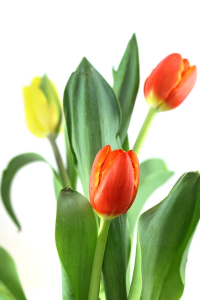 Fiori di tulipano — Foto Stock