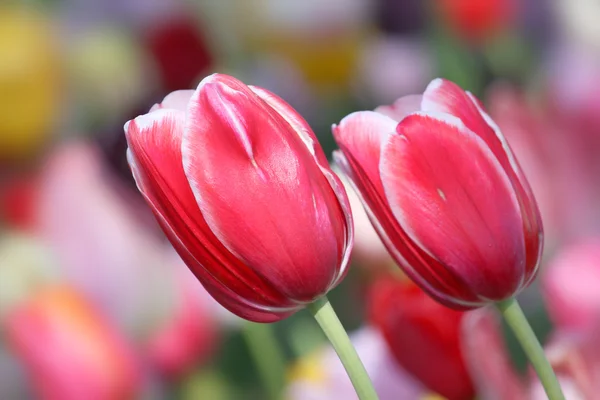 Tulipanes rosados — Foto de Stock