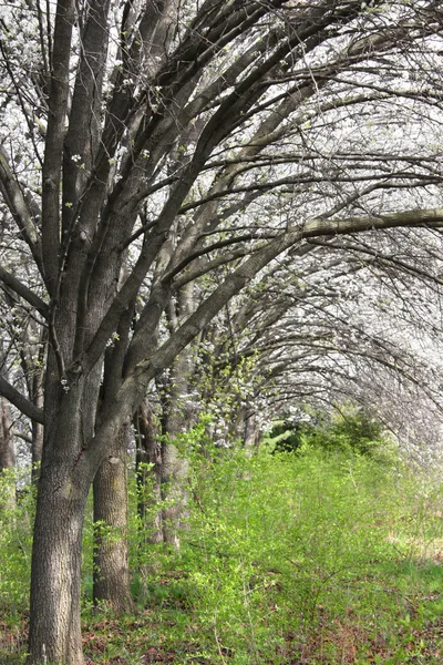 Весенние деревья — стоковое фото