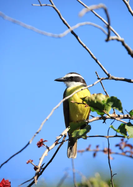 Великий Kiskadee — стокове фото