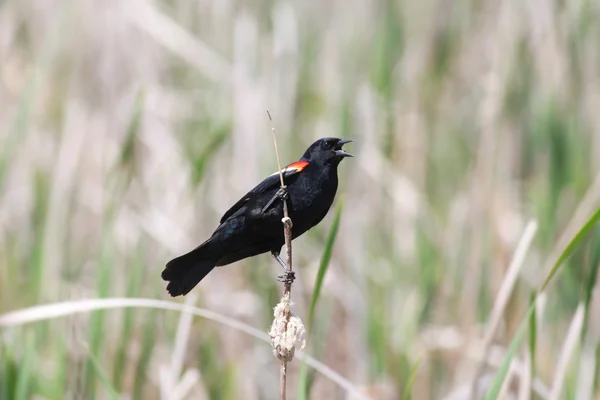 Pájaro negro alado rojo —  Fotos de Stock