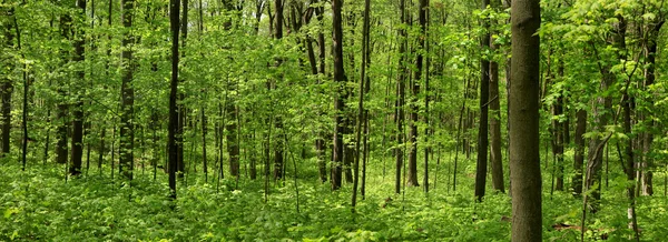 Primavera árbol paisaje — Foto de Stock