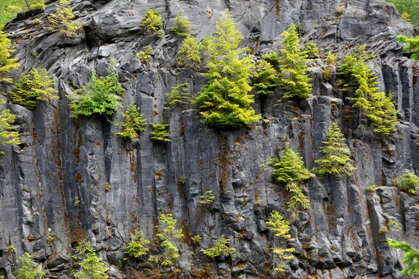 Pine trees on rock — Stock Photo, Image