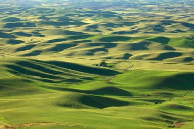 Palouse inişli çıkışlı tepeler peyzaj