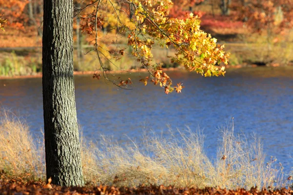 Autumn tree — Stock Photo, Image