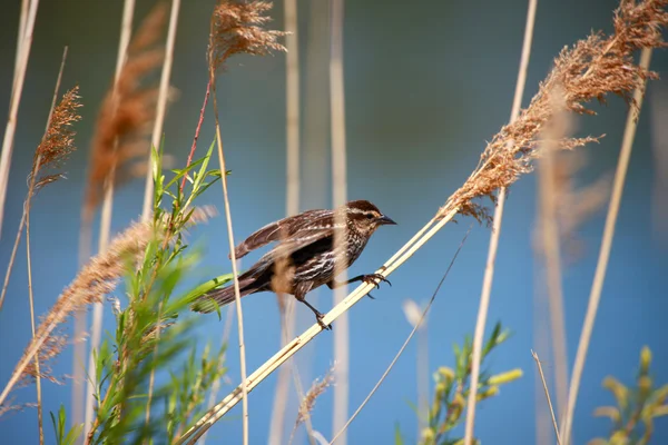 Borovice siskin pták — Stock fotografie
