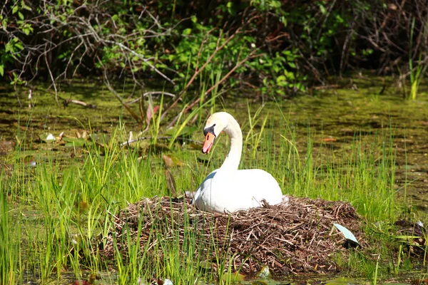 Cisne Branco — Fotografia de Stock