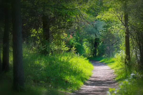 parkta bir yürüyüş yolu