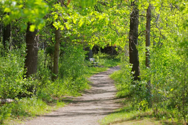 Parkta bir yürüyüş yolu — Stok fotoğraf