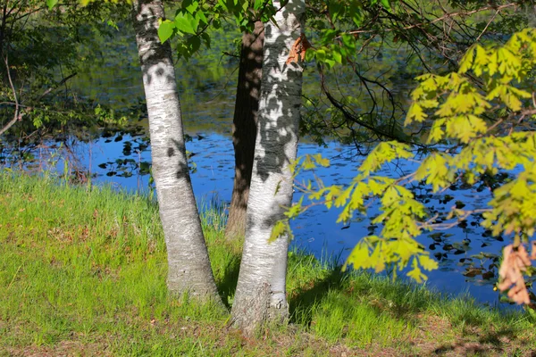 Weelderige groene bomen door vijver — Stockfoto