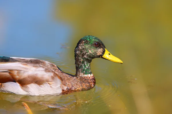 Pato-de-bico — Fotografia de Stock