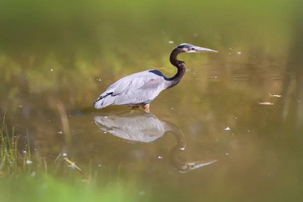 Blaureiher — Stockfoto