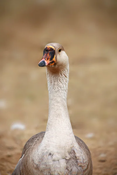 Porträtt av gås — Stockfoto