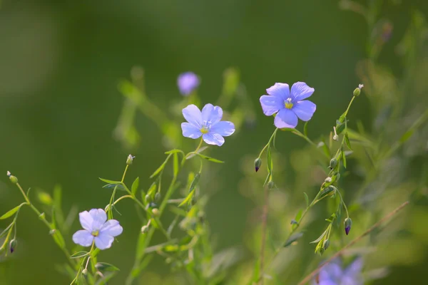Küçük yaz çiçekleri — Stok fotoğraf