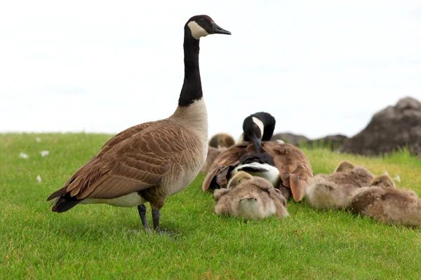Canadian goose — Stock Photo, Image
