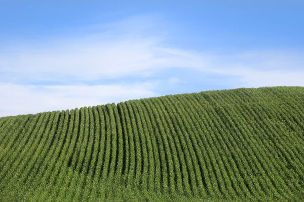 Weizenfelder — Stockfoto