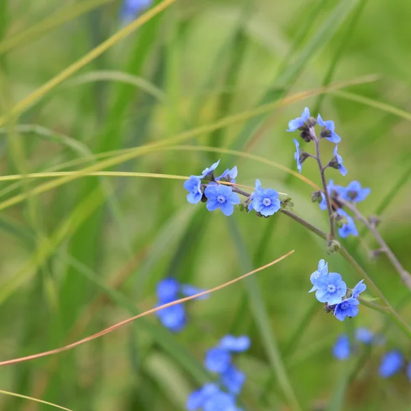 ミシガン州の野生の花 — ストック写真
