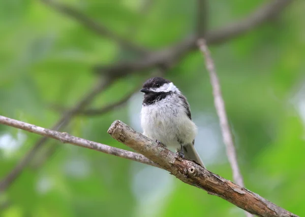 Chickadee — стокове фото