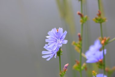 Cichorium intybus