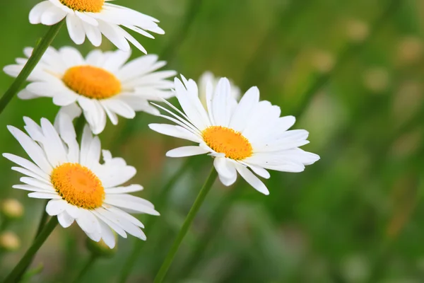 Beyaz Heath Aster — Stok fotoğraf