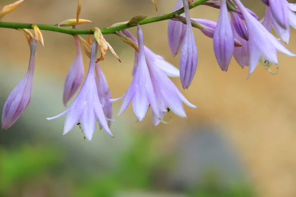 Bell flower stem — Stock Photo, Image