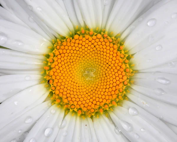 White Daisy — Stock Photo, Image