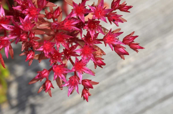 Arbusto rojo floreciente pequeño — Foto de Stock