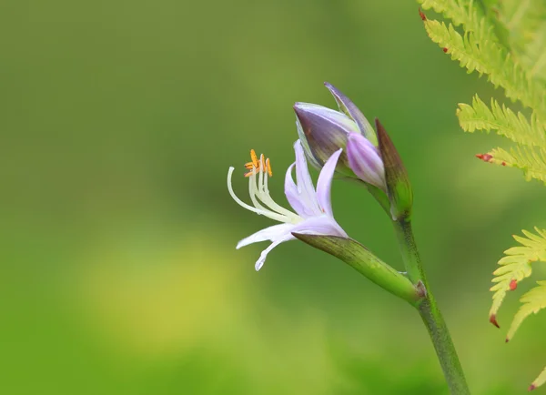 Cloche violette fleur — Photo