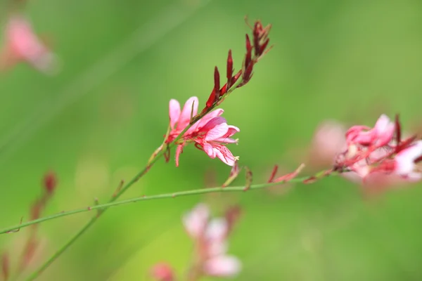 Tiny pink flowers — Stock Photo, Image