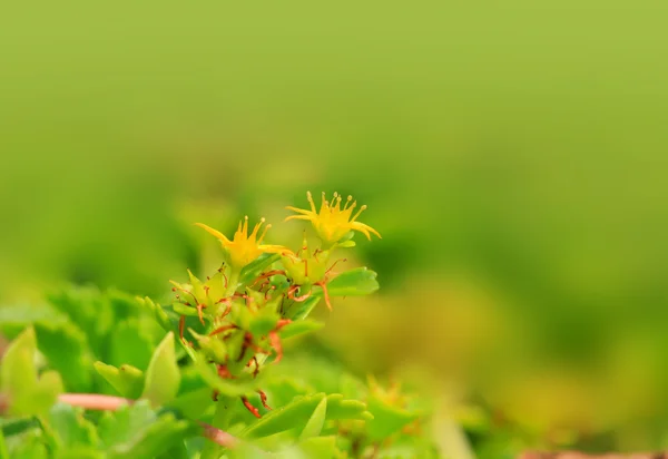 Tiny yellow flowers — Stock Photo, Image