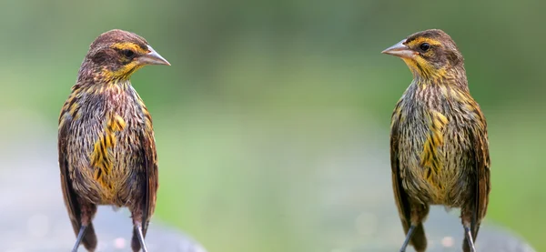 Zwei Kiefern Erlenzeisig — Stockfoto