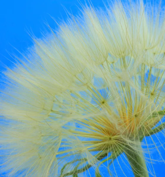 Diente de león —  Fotos de Stock