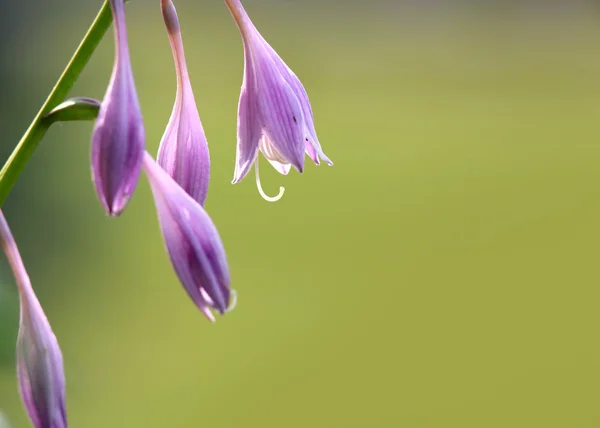 Cloche violette fleurs — Photo